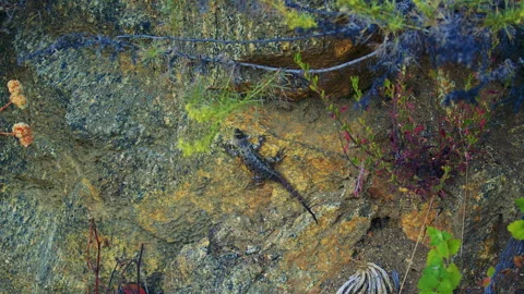 A close-up shot of a lizard blending into the rocky terrain at Beaudry Hike 스톡 동영상 281985502