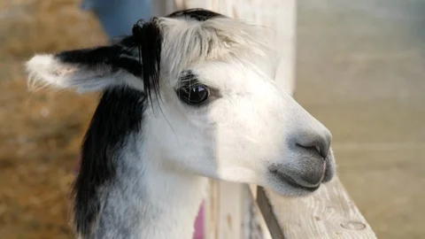 Close up shot of a llama Stock-Footage 126937155