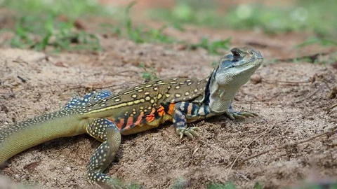 Close up shot on local tropical lizard in natural habitat Stock Footage 90782098