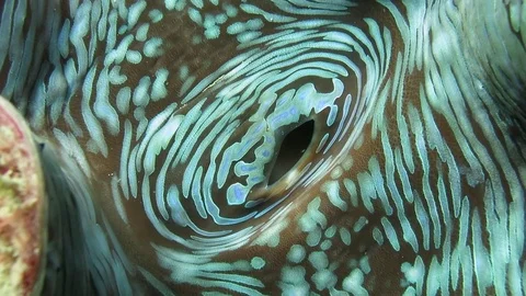 Close-up shot lockshot of the siphon of a giant clam (Tridacna maxima) Stock Footage 79804656