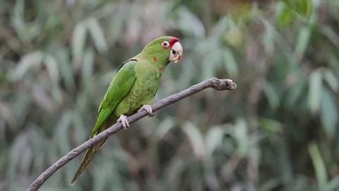 Close up shot of a long tailed exotic green mitred parakeet, aratinga Video stock 160708685