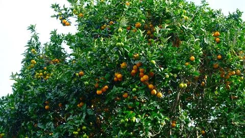 Close-up shot looking up into a lush, bountiful orange tree. The dense green Stock Photos