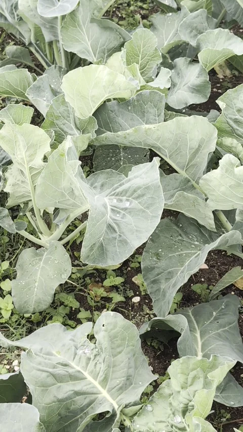 Close-up shot of lush cabbage plants in an organic garden. 库存影片 347663120