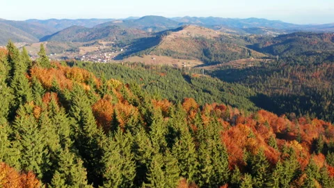 Close-up shot of lush deep forest with reflecting bright morning sunshine Stock Footage 233915364