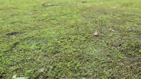 Close-up shot of lush green moss on soil 動画素材 337698780
