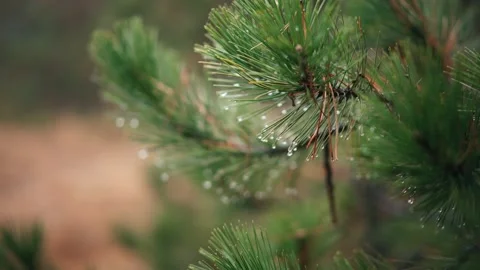 A close-up shot of a lush spruce tree branch swaying in the wind. Stock Footage 144240320