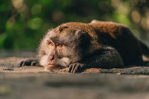 Close up shot of lying relaxed monkey watching careful Stock Photos