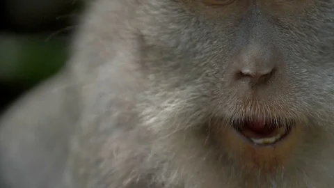 A close up shot of a macaque chewing on some food Stock Footage 88488395