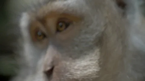 A close up shot of a macaque monkey's eyes looking around Stock Footage 88488429