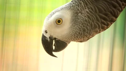Close up shot of macaw Stock Footage 199275117