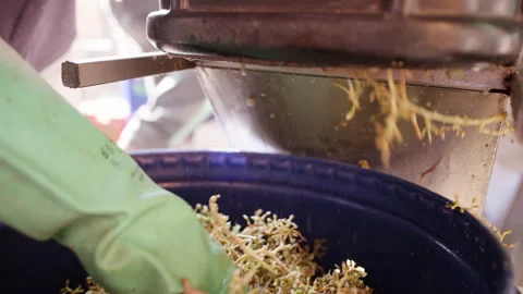 Close Shot of Machine Destemmer removing the Grapes from the Stems Stock Footage 256705744