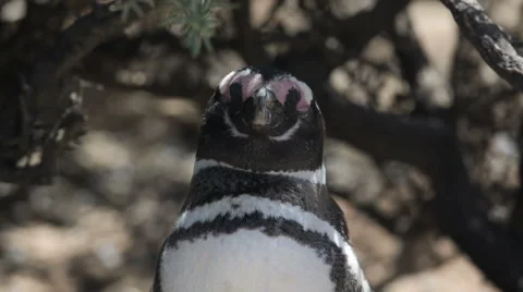 Close-up shot of a Magellanic penguin resting at Punta Tombo Stock Footage 63294813