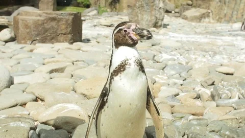Close up shot of Magellanic Pinguin Stock Footage