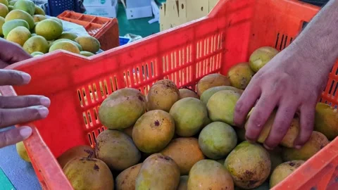 A close-up shot of a male hand checking the quality of fresh ripe mangoes f.. Stock Footage 313380920