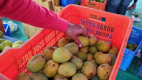 A close-up shot of a male hand checking the quality of fresh ripe mangoes f.. Stock Footage 313380924
