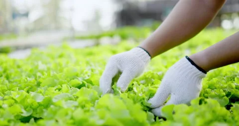 Close up shot, Male's hands in gloves touch and checking  스톡 동영상 172052278