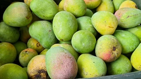 Close-up shot of Malgova or Malgoa or Mulgoba indian mangoes on display for.. Stock Footage 313380859