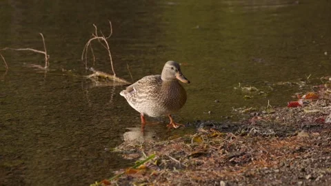 Close-up shot of a Mallard duck Stock-Footage 285350668