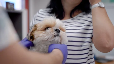 Close-up shot of man, doctor checking dog's health in a veterinary clinic, owner Stock Footage 95325730