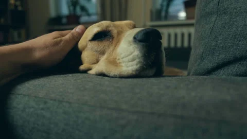 Close up shot man hand hugging his cute friend brown beagle breed dog. Stock Footage 197480971