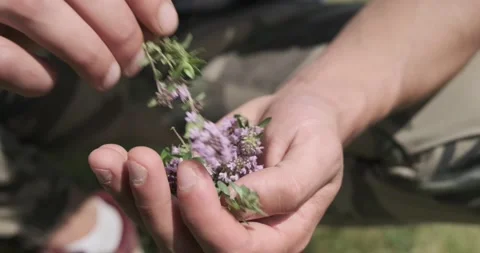 Close-up shot: Man hands take a Red Clover flower on a field. Sunny summer day Stockbeeldmateriaal 139150926