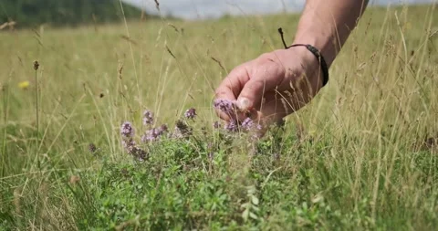 Close-up shot: Man hands take a Red Clover flower on a field. Sunny summer day Stockbeeldmateriaal 139150938