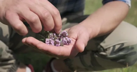 Close-up shot: Man hands take a Red Clover flower on a field. Sunny summer day Stockbeeldmateriaal 148118612