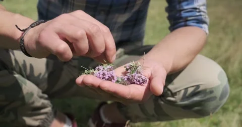 Close-up shot: Man hands take a Red Clover flower on a field. Sunny summer day 스톡 동영상 148119579