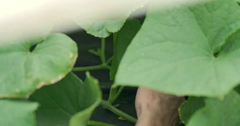 Close up shot of a man picking a cucumber from a vine, slow motion. Stock Footage 278660050