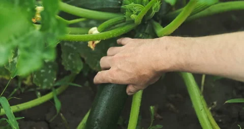 Close up shot of a man picking a zucchini  fruit from a bush. Stock Footage 278665680