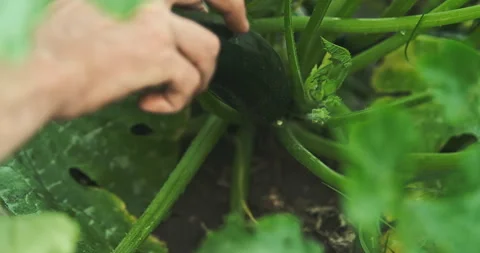 Close up shot of a man picking a zucchini  fruit from a bush. Stock Footage 278666497