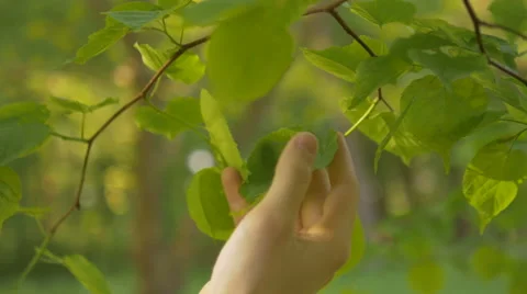 Close-up shot of man tenderly touching green tree leaves Video stock 67254232
