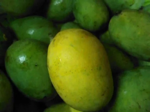 Close Up Shot Of Mango On Green Background Stock Footage 155042241