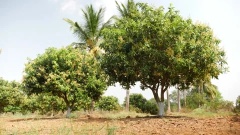 Close shot of mango tree flowering, View of mango tree flowering Stock-Footage 147706679