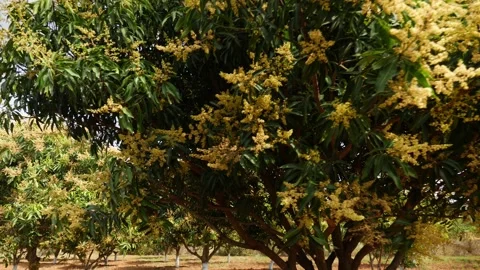Close shot of mango tree flowerings, Mango tree flowering view Vidéo 147705299