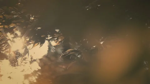 Close up shot of Maple leaf branch in warm sunlight beams with blurry Stock Footage 97892390