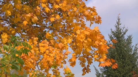 Close Up Shot of maple leafs at Gorodetske village in Zhytomyr province, Ukraine Stock-Footage 45956249