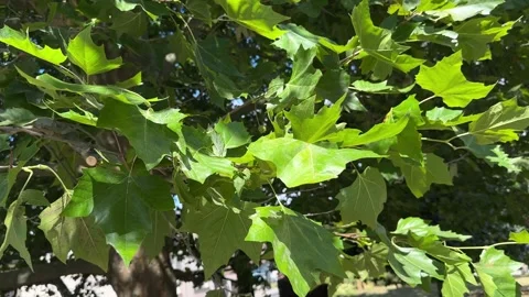Close-up shot of maple leaves in a gentle breeze in the park. Видео 343911627