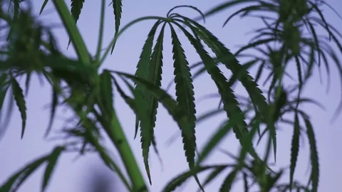 Close-up shot of marijuana. Stock Footage 80718013