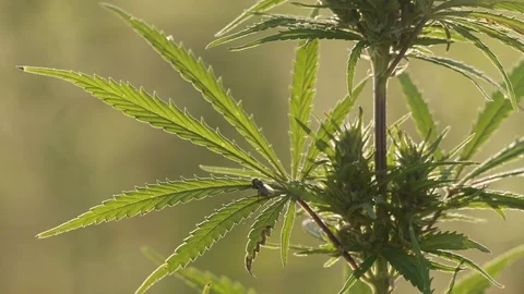 Close-up shot of marijuana. Stock Footage 80724994