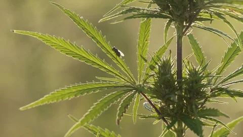 Close-up shot of marijuana. Stock Footage 80727422