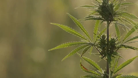 Close-up shot of marijuana. Stock Footage 80728308