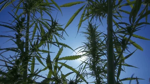 Close-up shot of marijuana at the sunset background. Stock Footage 80727490