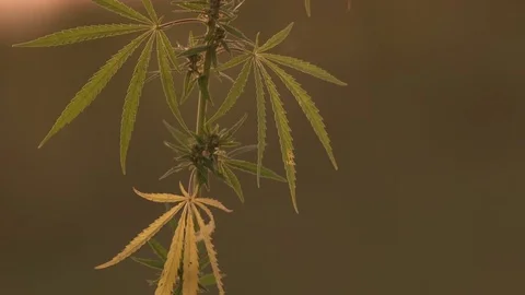 Close-up shot of marijuana at the sunset background. Stock Footage 80797154