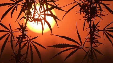 Close-up shot of marijuana at the sunset background. Stock Footage 80797277