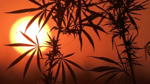 Close-up shot of marijuana at the sunset background. Stock Footage 80797377