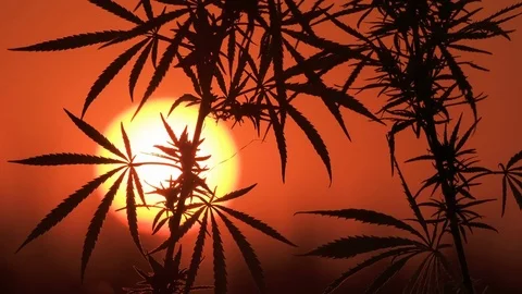 Close-up shot of marijuana at the sunset background. Stock Footage 80797534
