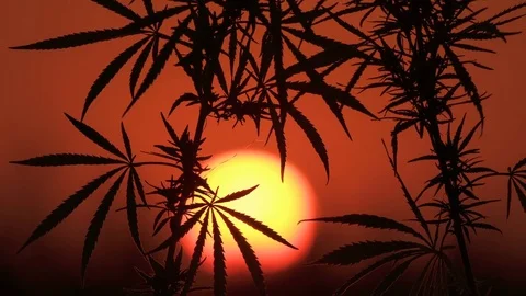 Close-up shot of marijuana at the sunset background. Stock Footage 80797725