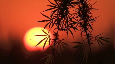 Close-up shot of marijuana at the sunset background. Stock Footage 80797874