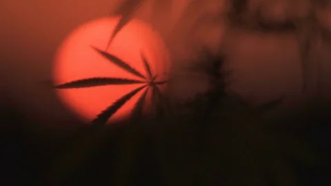 Close-up shot of marijuana at the sunset background. Stock Footage 80798012